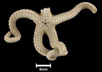 Media type: image;   Invertebrate Zoology OPH-2698 Description: Bottom up view of single ophiuroid specimen with a scale bar.;  Aspect: ventral